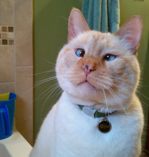 Cross-Eyed CatsPreviously: Derpy Cats, Derpy Dogs