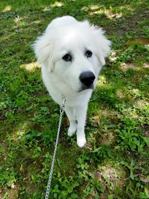 chloe-the-pyrenees - The pretty bear is 7 months now.