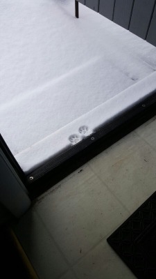 cute-overload:  Kitty made it this far into the blizzard then noped. source: http://imgur.com/r/aww/RwWHzhY