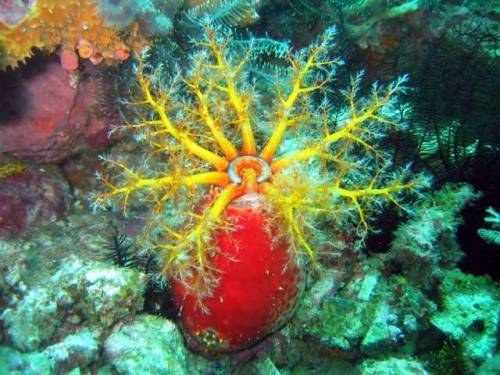 raveneuse:Sea Apple (Pseudocolochirus violaceus). 