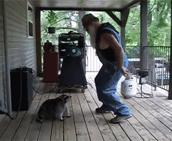opinionatedcheese:  bwansen:  thaxted:  A person with an epic beard dances cutely with a floppy fat raccoon. This is the very definition of perfect.   I just love how the raccoon just doesn’t give a fuck. 