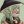 deathcap420: