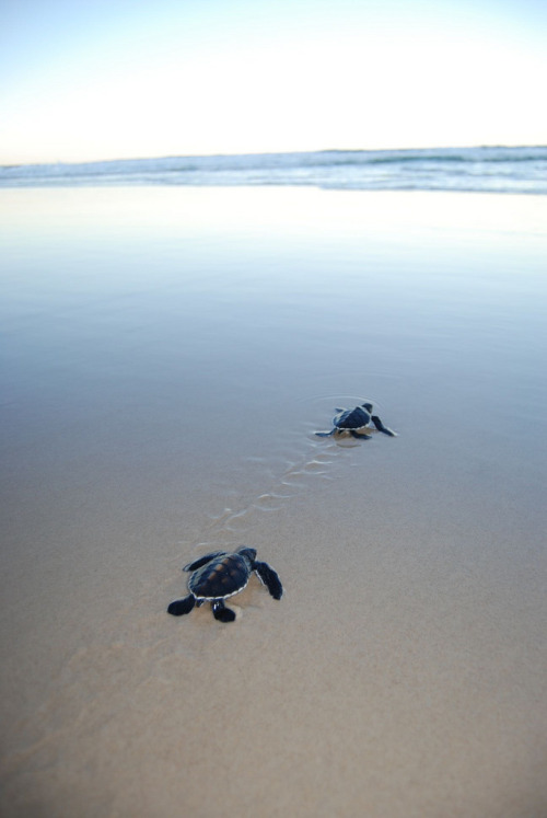 funkysafari:  Green turtle release, Pippi Beach, Yamba  by npwsnorthernmarine