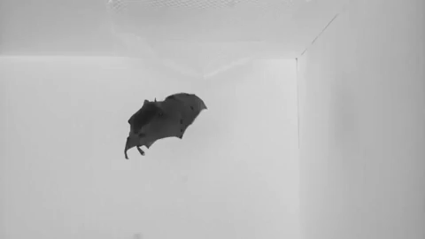 c-ology:bunjywunjy:sciencefriday:You’d think that bats and birds fly in similar ways—in fact, many s