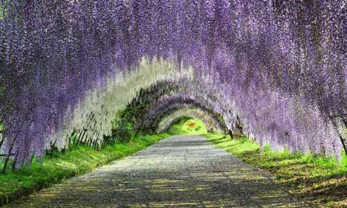 placesandpalaces:Kawachi Fuji Botanical Gardens, Japan fantasy