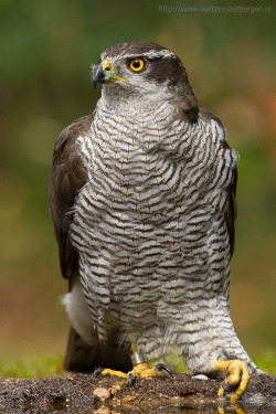 sapphire1707:  Northern Goshawk by WalterSoestbergen 