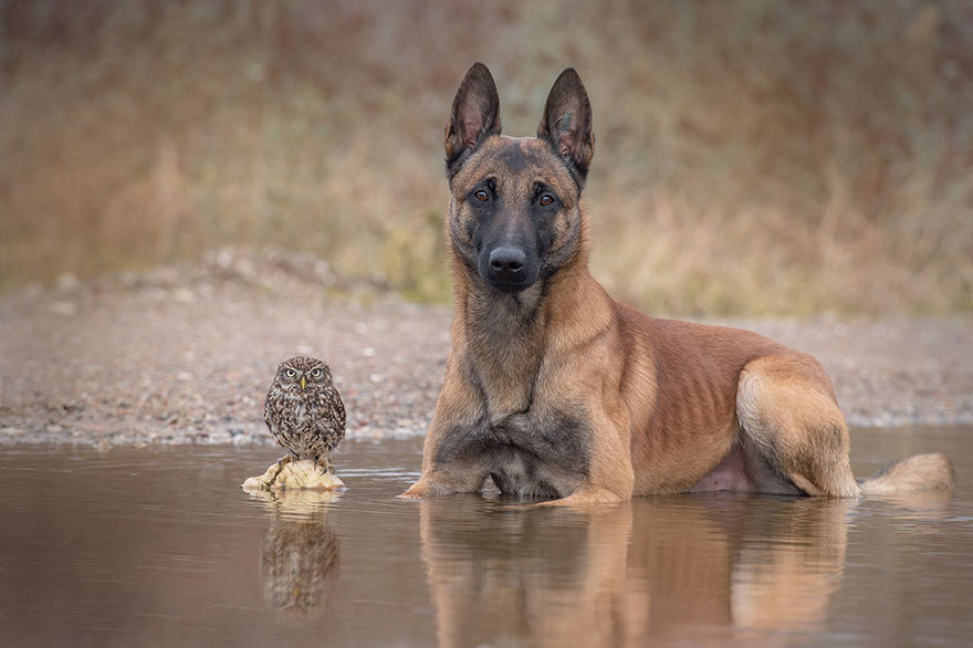 xdoggylovex:I wouldn’t have believed that an owl and a dog could become best friends