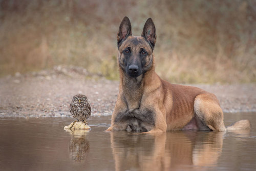 xdoggylovex:I wouldn’t have believed that an owl and a dog could become best friends until I saw these surprising and  adorable photos by Tanja Brandt, a professional animal photographer and  collage artist in Germany. Ingo the shepherd dog and Poldi