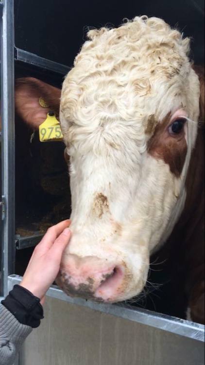 torontopigsave: When you are on the side of compassion and love, you cannot lose.  Live with lo