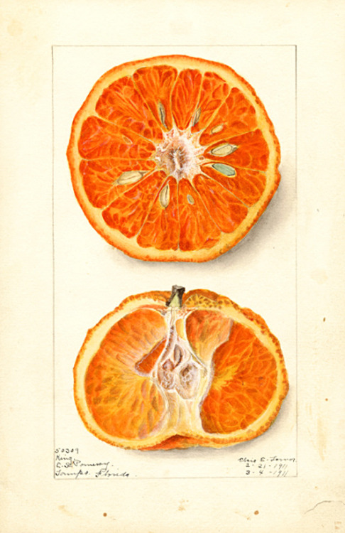 Elsie E. Lower, Citrus nobilis : King, 1911. Watercolor. Tampa, Florida. Digital collections of Nati