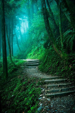 tulipnight:  FB PHOTO LANDSCAPE FOREST PATH by PacificCove on Flickr.