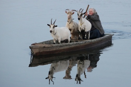 mediumsizedboy: thewholesomehandbook: me in a few years These goats each paid a drachma to cross the