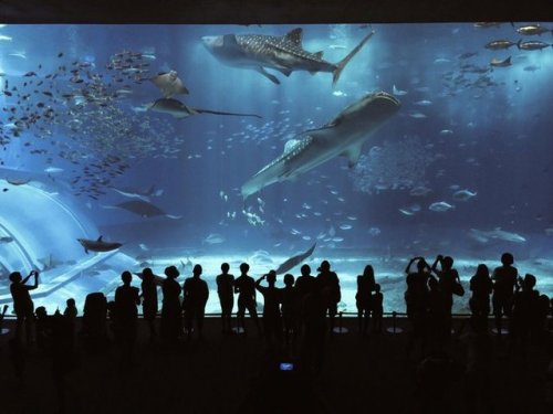 Okinawa Aquarium #travel #beautiful #viajes #vacaciones #vacations #photo #peru #Blog #viajeros