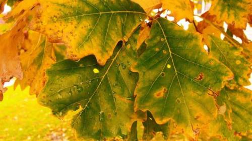 capture-michigan-nature: An oak tree outside my apartment. I liked the yellow edges of the green lea