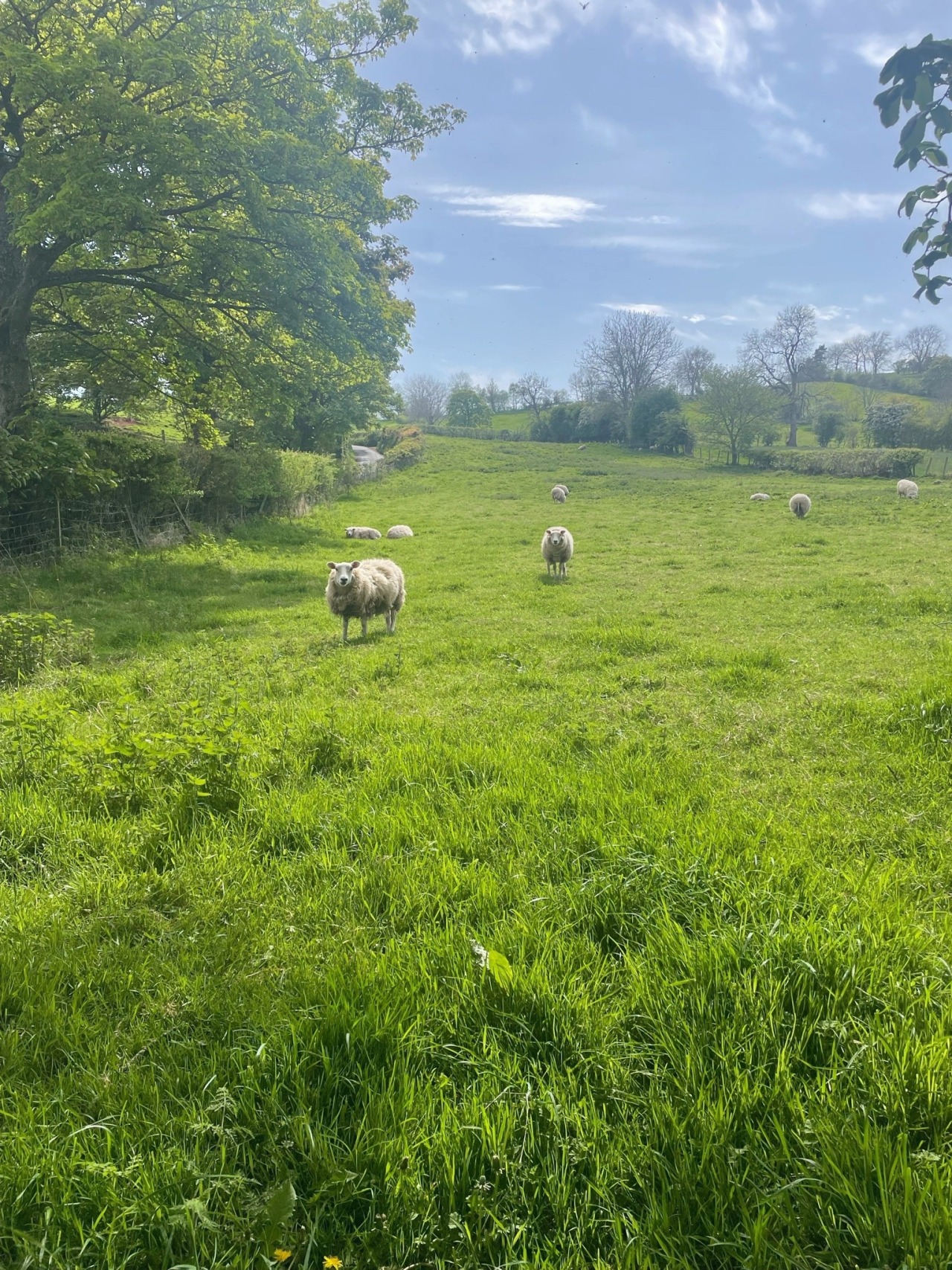Went for a walk this weekend but it was too sunny to stay out for a long time.. #cottagecore#cottage core#countryside#country core#english countryside#sheep#lambs#traditional femininity#nature#nature core#farmcore#warmcore