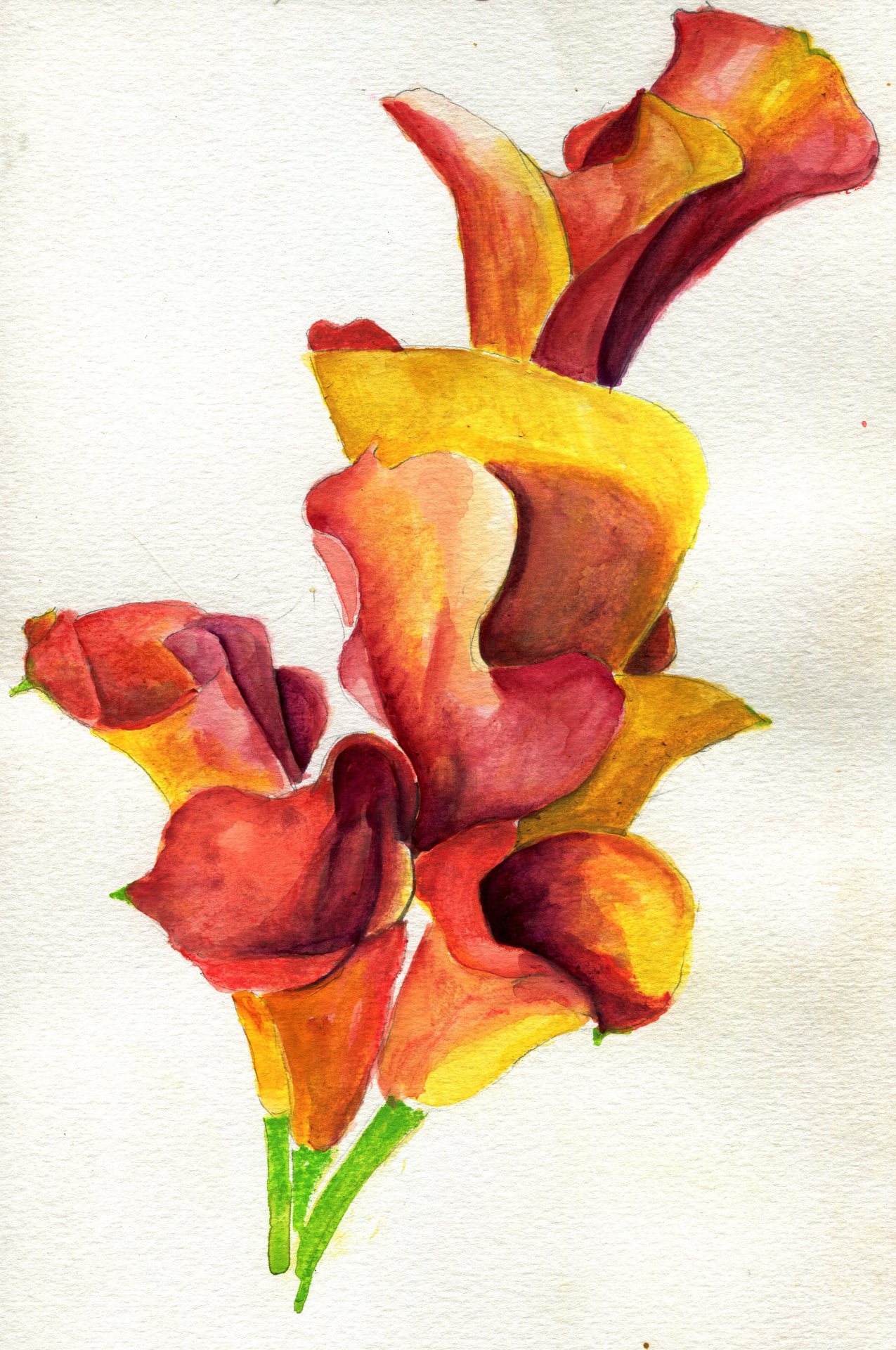 havekat:  Up In Flames Watercolor and Chinese Ink On Paper 2017, 8″x 12″ Calla