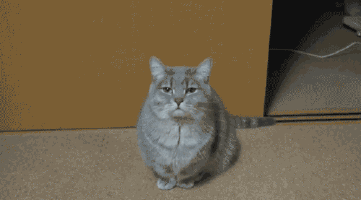 cute-overload:  *yyyaaawn*http://cute-overload.tumblr.com source: http://imgur.com/r/aww/PAD0GJw