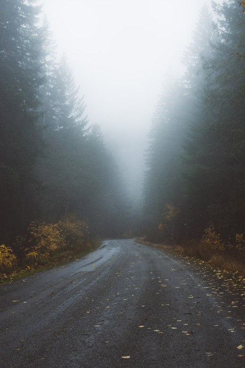 Foggy Roads