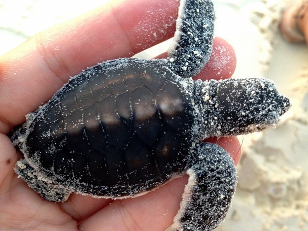 sixpenceee:    Rare Baby Albino Sea Turtles  These baby albino sea turtle were found