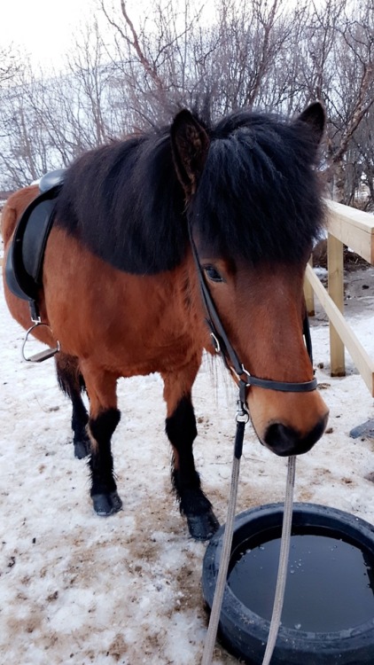 Räknade med att Beisla skulle ha lika mycket träningsvärk som mig idag så vi to