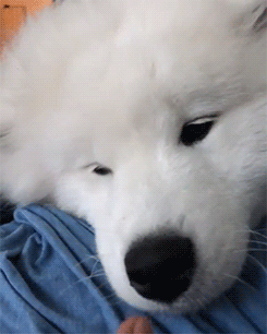 fluffygif:   Boopable snoot! BOOP! 👃🏻