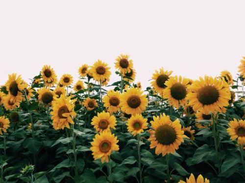 bitrates: