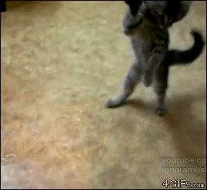 Kitten fights while standing