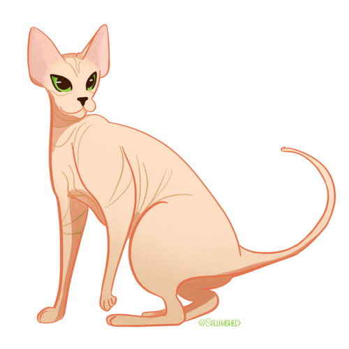 stillhashed:I’ve been doing a 30 day cat drawing challenge on my instagram for a while now! He