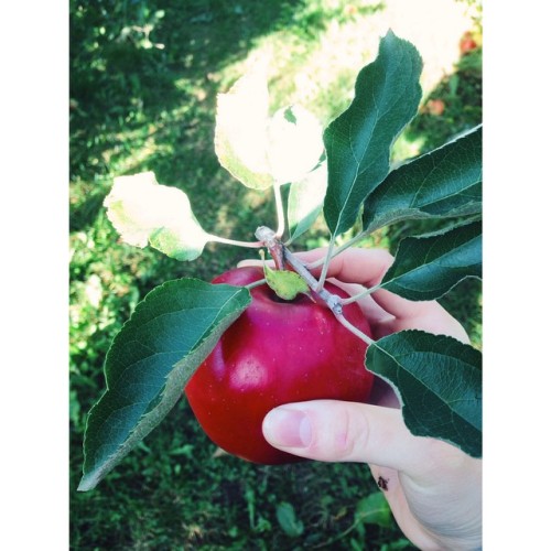 picking apples on the sly. too perfect for words and delicious as well. #apple #applepicking #oregon