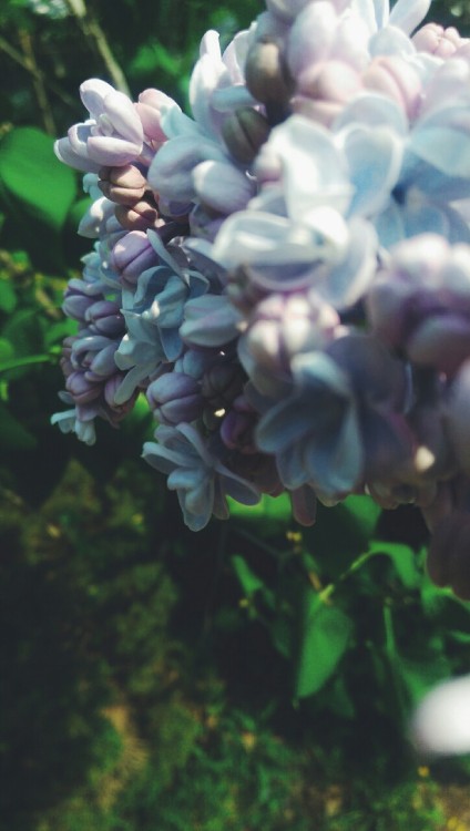 rulesofearth:  Lilacs