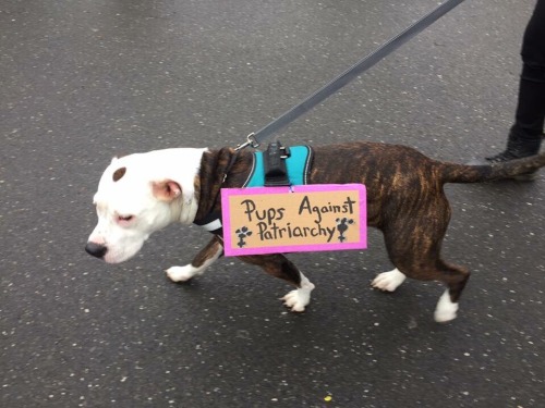 thepunksink: buttermybooks: blue-pixiedust: parttimesarah: I’m loving these protest pups! Good