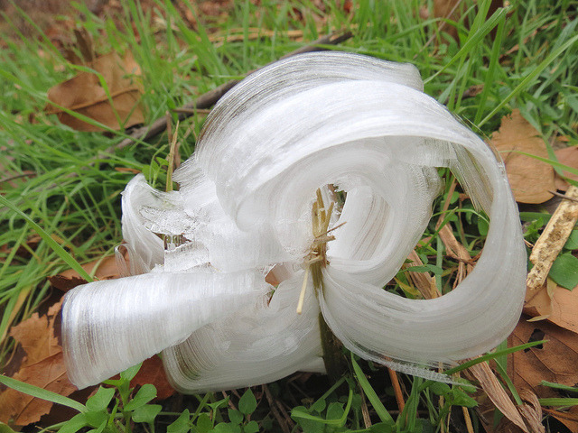 did-you-kno:  A frost flower is created on autumn or early winter mornings when ice