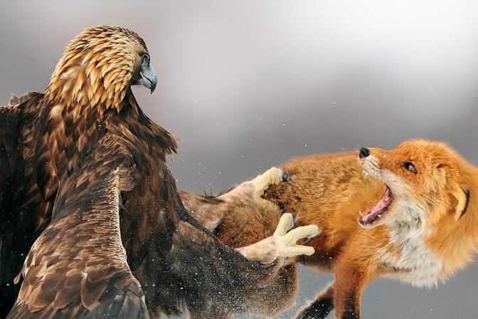 Wrong ’hood, mothafucka (a Golden Eagle attacks a Red Fox)