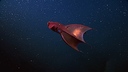 wonders-of-the-cosmos:The vampire squid (Vampyroteuthis infernalis, lit. “vampire squid from Hell”) 