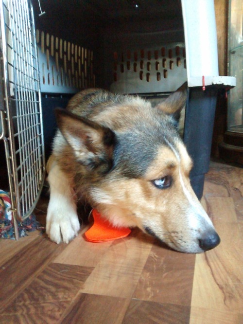 nefja:justslowdown:I’m really sorry, Kai, but you outgrew that crate a year ago…Outgrowing a crate? 