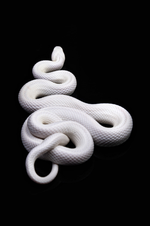 teleos:  Auryn, leucistic Texas rat snake.