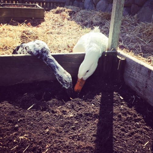 Darcy and Lizzy help prepare the garden beds.