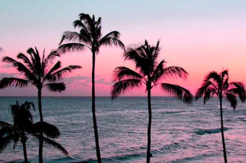 amaxda:  tropical