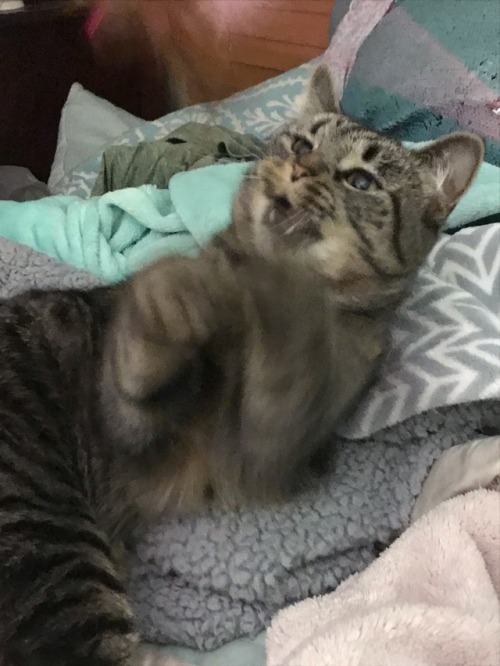 She Went From Sleepy To Ready For KILL Once I Got The Feather Wand 