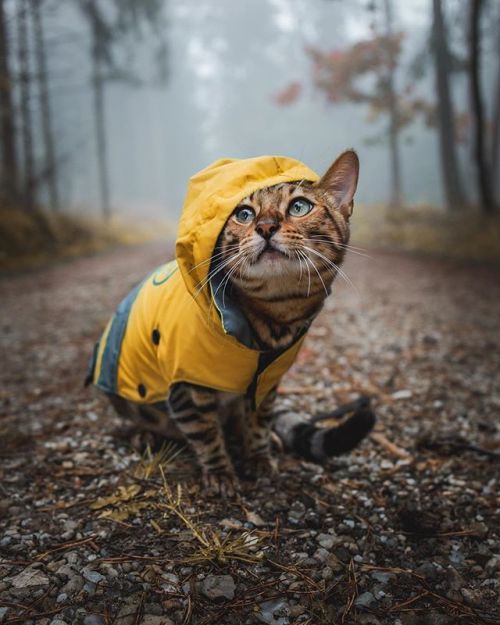 catsofinstagram:  From @yumas.adventures: “Cold and foggy morning 🍂” #catsofinstagram [source: https://ift.tt/2POTRJL ]