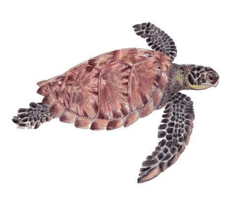 Green turtleHawksbill turtleLoggerhead turtleOlive Ridley turtleLeatherback turtlewatercolour pencil