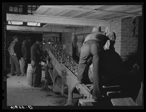 Dumping potatoes into the grader at the Woodman Potato Company (Caribou, Maine, 1940).