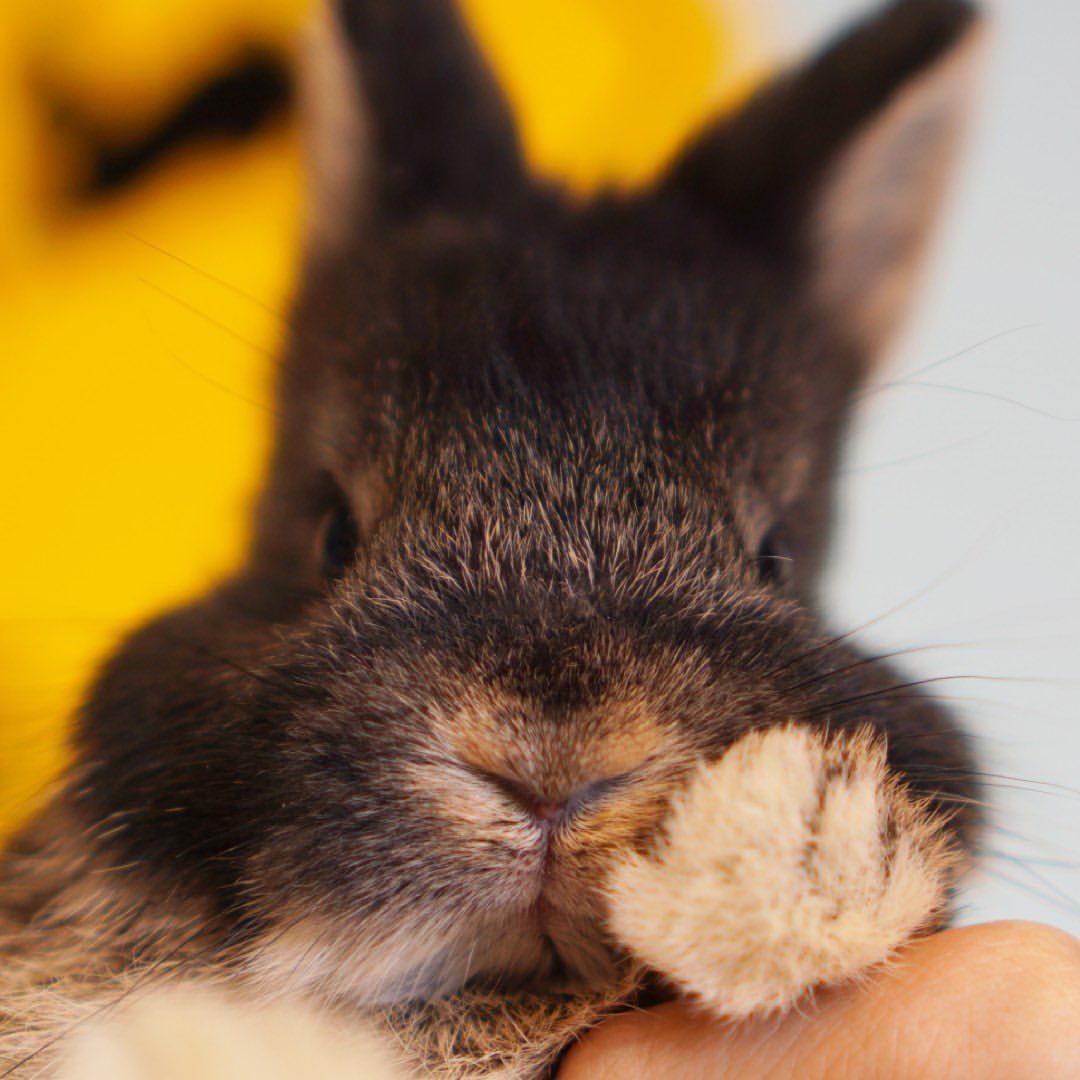 Rabbits Rabbits
