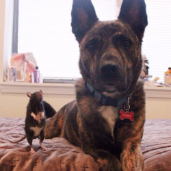 catsbeaversandducks:Osiris and Riff Ratt Osiris is a 3-year-old Dutch Shepherd mix. Riff Ratt is a 3-month-old fancy rat. They live in Chicago and they’re BFFs. Photos by ©Osiris + Riff Ratt