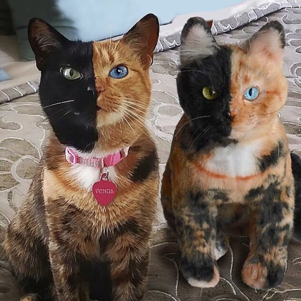 catsbeaversandducks:This Company Makes Exact Plush Toy Copies Of Your PetsThe Cuddle