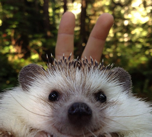 letsmakeloaf:  wonderous-world:  Biddy is a 2-year old male African Pygmy hedgehog who goes on amazing adventures with the help of his people parents Thomas and Toni. He goes all over the place and if you want to see more of him and his travels check