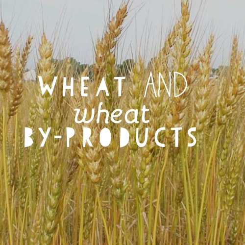 sherlockfellintothetardis:&ldquo;As it turns out, all wheat and wheat by-products, for unknown reasons, have turned into