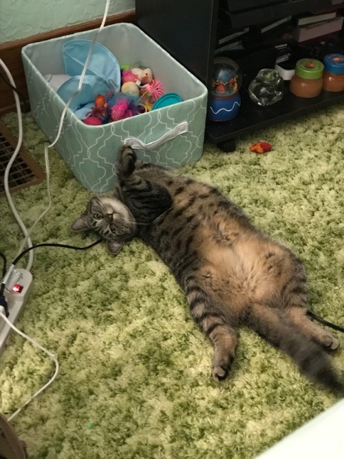 coolcatgroup: Reblog this doodleflopper and her cinnamon fluff tummy and you will have the best fort