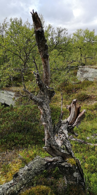 Ruvallen, Härjedalen, Sweden. September, 2019.