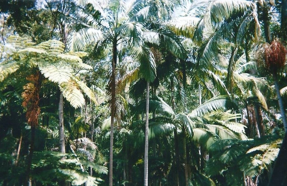 blu-acid:  Noosa 14’